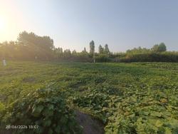 250 متر زمین باغی 
